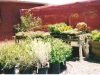Plants at SRG\'s